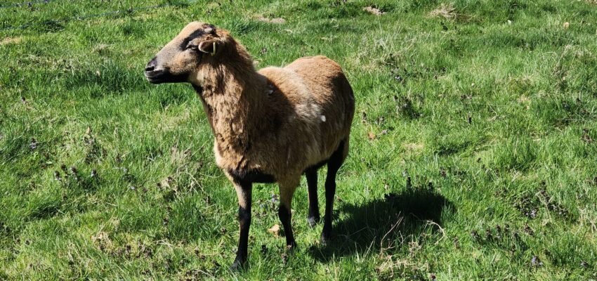 Eco-pâturage sur les sites des réservoirs d’Etelfay et de Le Quesnoy